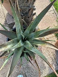 Aloe vera