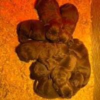 Cuccioli di Labrador retriever