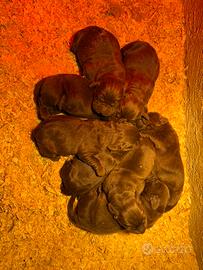 Cuccioli di Labrador retriever