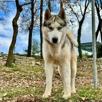Siberian Husky per monta