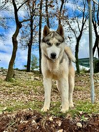 Siberian Husky per monta