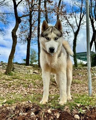 Siberian Husky per monta