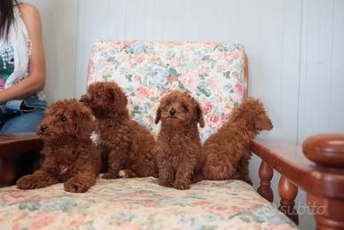 Barboncini red brown con pedigree enci