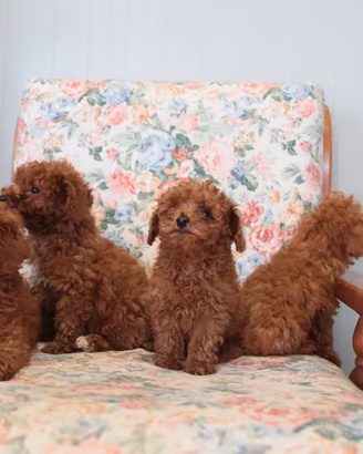 Barboncini red brown con pedigree enci