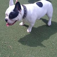 American bully exotic