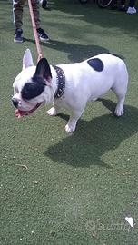 American bully exotic