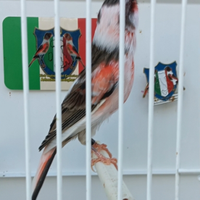 Canarino Arlecchino Portoghese