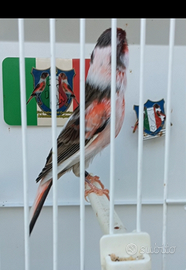 Canarino Arlecchino Portoghese