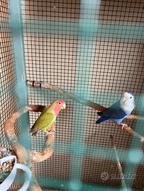 Coppia di inseparabili