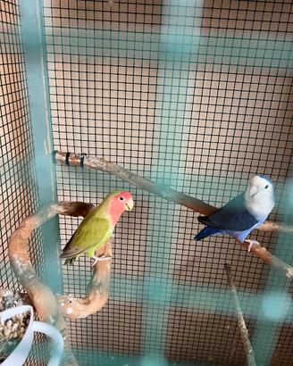 Coppia di inseparabili