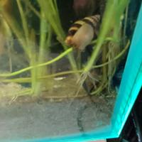 lumache helena killer