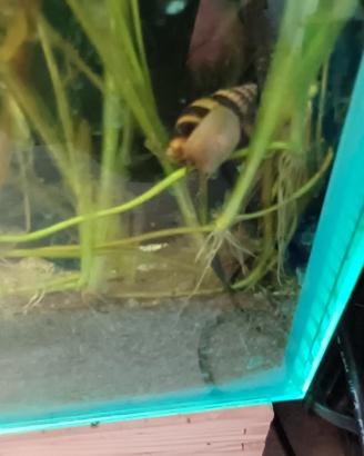 lumache helena killer