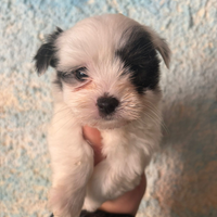 Maltipoo varie colorazioni