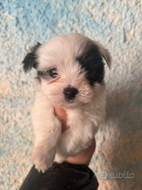 Maltipoo varie colorazioni