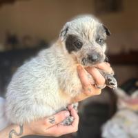 Cuccioli di maremmano/Pitbull