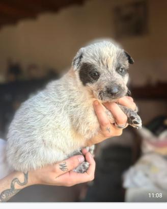 Cuccioli di maremmano/Pitbull