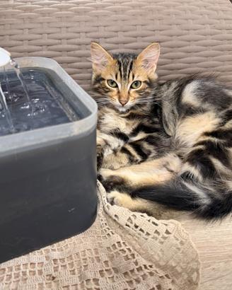 Incrocio gatto