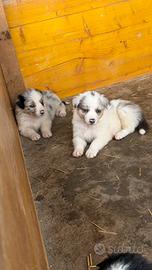 Cuccioli Australian sheperd