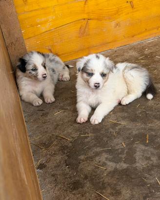 Cuccioli Australian sheperd