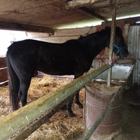 Cavallo pony asini pecore