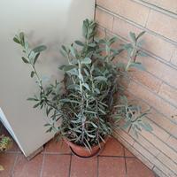 piante grasse 