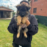 Cuccioli pastore tedesco
