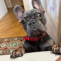 Cucciolo bulldog francese