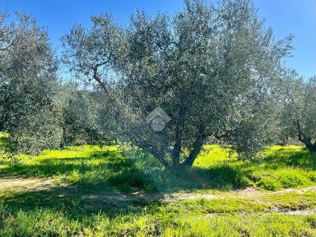 TER. AGRICOLO A SORIANO NEL CIMINO