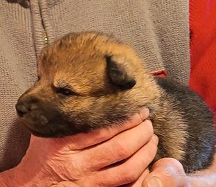 Cuccioli maschi lupo cecoslovacco