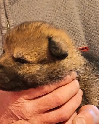 Cuccioli maschi lupo cecoslovacco