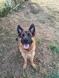 Pastore tedesco maschio per la monta/accoppiamento