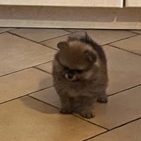 Volpino di Pomerania Pedegree Enci