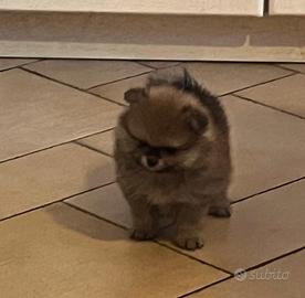 Volpino di Pomerania Pedegree Enci