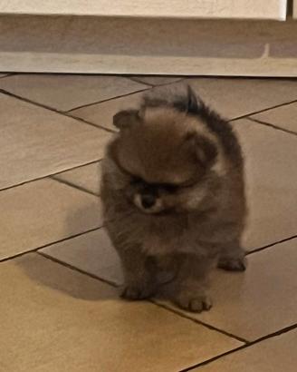 Volpino di Pomerania Pedegree Enci