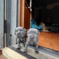 Cuccioli CANE CORSO