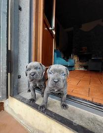 Cuccioli CANE CORSO