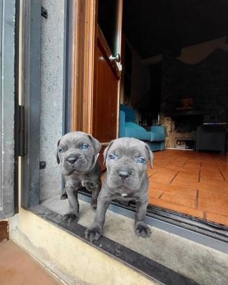 Cuccioli CANE CORSO