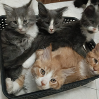 Cuccioli Maine Coon