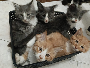 Cuccioli Maine Coon