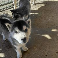 Cucciola Siberian Husky Pedigree