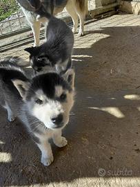 Cucciola Siberian Husky Pedigree