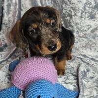 Bassotto pelo ruvido nano