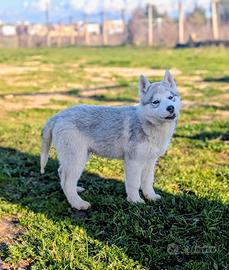 Cuccioli di siberian husky