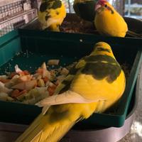 Kakariki