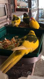 Kakariki