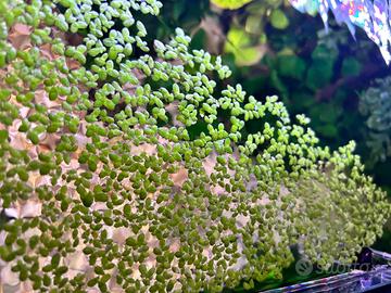 Pianta acquario galleggiante Lemma Minor
