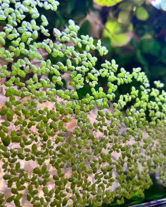 Pianta acquario galleggiante Lemma Minor