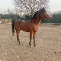 Cavallo Arabo
