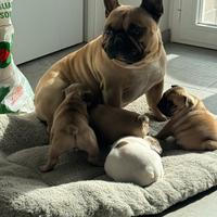 Bulldog francese