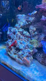 Acquario marino